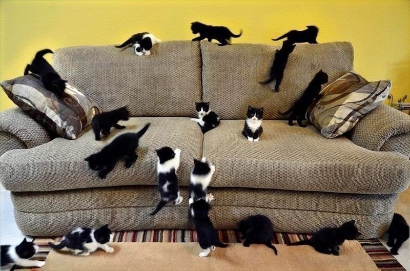 Кошка на диване
