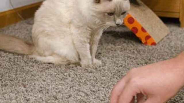 Как и чем вывести кошачью мочу с дивана: домашние способы, описание и особенности применения