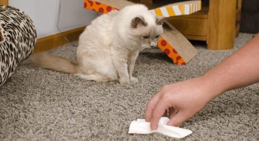 Средство от кошачьей мочи на ковре