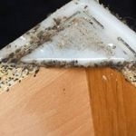 Все о мебельных клопах: описание насекомого, представляет ли опасность для человека, как избавиться навсегда, профилактика повторного появления