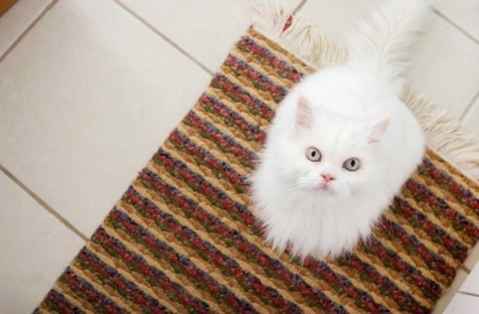 Кошка пописала на ковре