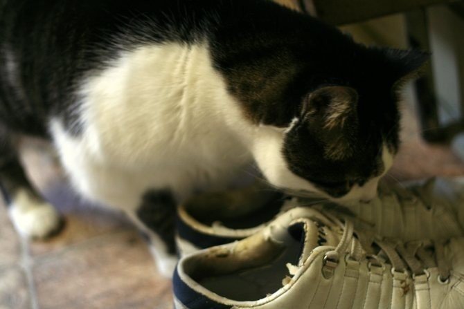 Кот гадит в ботинки