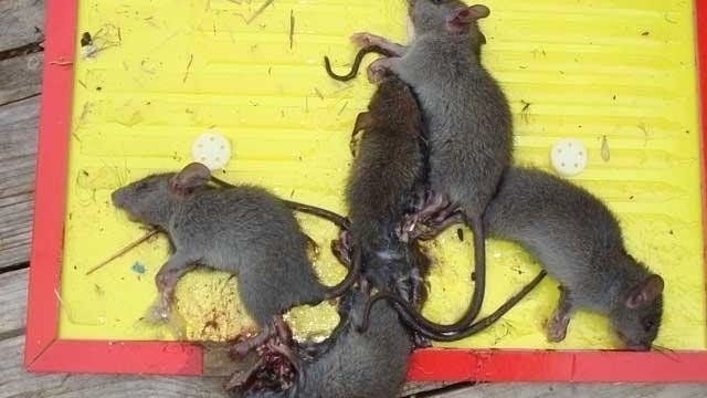 Клей против крыс мышей и других грызунов