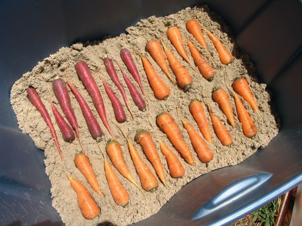 Хранение моркови и свеклы в погребе