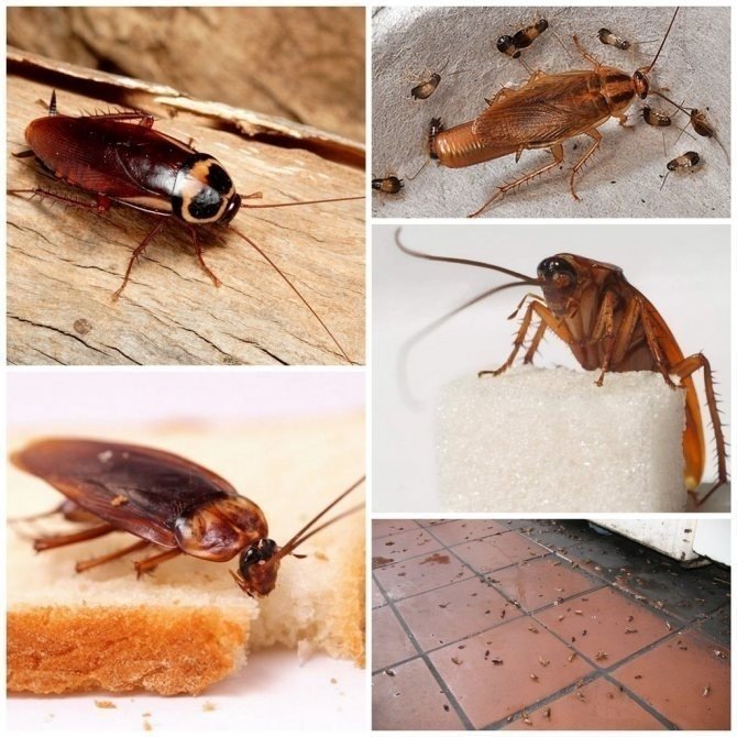 Тараканы насекомые домашние