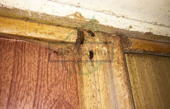 Тараканы в общежитии