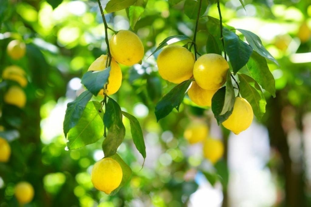 Лимон citrus limon rosso