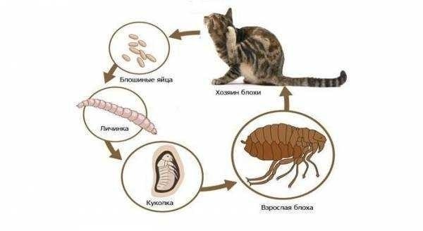 Цикл развития блохи у кошки схема