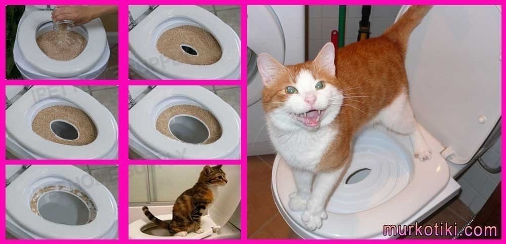 Приучение кота к человеческому туалету