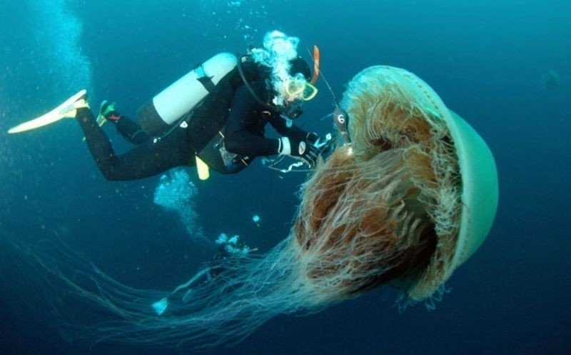 Арктическая гигантская медуза